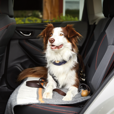 2025 Pet-friendly Accessories Brochure