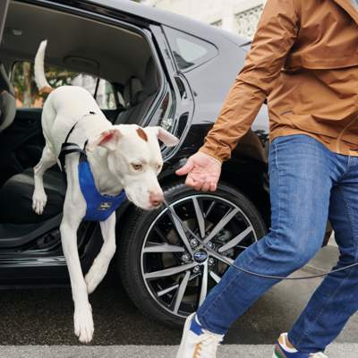 2025 Pet-friendly Accessories Brochure