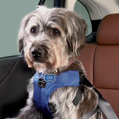 2025 Pet-friendly Accessories Brochure